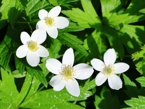 Delicate white Canadian anemone (Anemonidium canadense) blossoms with yellow centers surrounded by fresh green foliage.