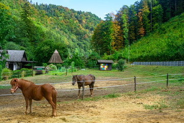 Naklejka premium The foreground shows a compact, chestnut-colored pony with a thick mane standing inside a fenced pasture next to a wooded mountain landscape