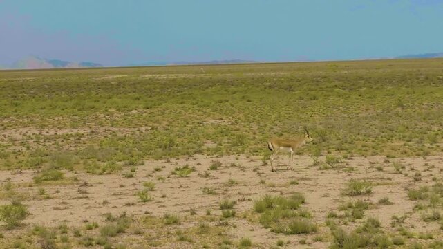 A lone gazelle stands in the vast, arid landscape of the steppe, surrounded by sparse desert vegetation under a clear blue sky