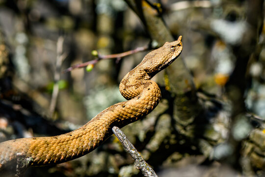 Horned Viper on Tree Branch. The most poisonous European snake Vipera ammodytes on Mount Rtanj in Serbia