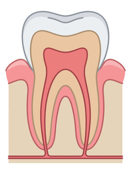 Detailed cross section diagram of human molar tooth anatomy showing enamel dentin pulp and gums with molar structure dental anatomy root canals medical illustration dental health oral hygiene