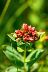 Fototapeta premium Hypericum, a genus of flowering plants known as St. John's wort.