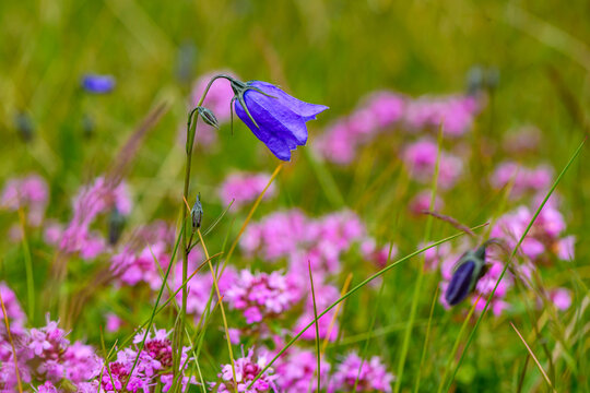 Bluebell flower, also known as the common harebell or Scottish bluebell.