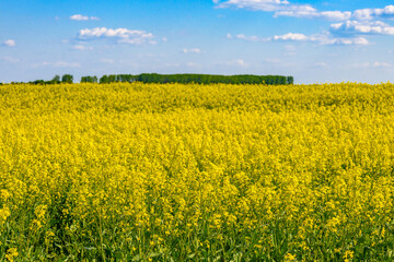 Obraz premium Fields with rapeseed on a sunny day. Rapeseed cultivation. Large yellow field of rape seeds