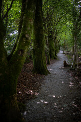 Fototapeta premium Glenageenty forest walk - Castleisland - Kerry county - Ireland