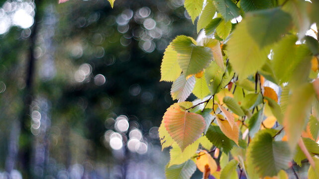 Natural background of fresh green plants and leaves with soft focus