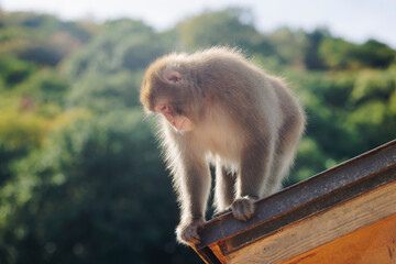 Japanese macaque monkey, Iwatayama Monkey Park, Arashiyama, western Kyoto, Japan, portrait closeup of Nihonzaru snow monkey with red face, blue sky background, troop of Macaca fuscata monkeys © tsuguliev