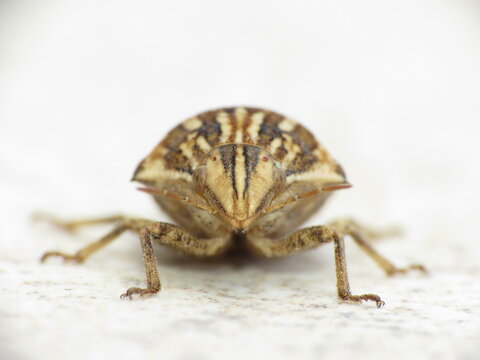 Striped Shield Bug , shield bug, stink bug (Graphosoma,  Pentatomidae)