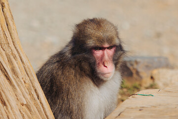 Japanese macaque monkey, Iwatayama Monkey Park, Arashiyama, western Kyoto, Japan, portrait closeup of Nihonzaru snow monkey with red face, blue sky background, troop of Macaca fuscata monkeys © tsuguliev