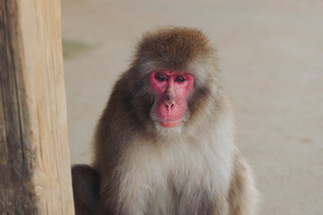 Japanese macaque monkey, Iwatayama Monkey Park, Arashiyama, western Kyoto, Japan, portrait closeup of Nihonzaru snow monkey with red face, blue sky background, troop of Macaca fuscata monkeys © tsuguliev