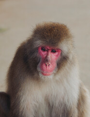 Japanese macaque monkey, Iwatayama Monkey Park, Arashiyama, western Kyoto, Japan, portrait closeup of Nihonzaru snow monkey with red face, blue sky background, troop of Macaca fuscata monkeys © tsuguliev
