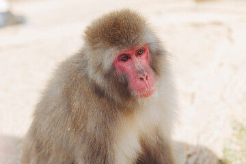 Japanese macaque monkey, Iwatayama Monkey Park, Arashiyama, western Kyoto, Japan, portrait closeup of Nihonzaru snow monkey with red face, blue sky background, troop of Macaca fuscata monkeys © tsuguliev
