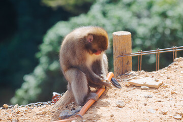 Japanese macaque monkey, Iwatayama Monkey Park, Arashiyama, western Kyoto, Japan, portrait closeup of Nihonzaru snow monkey with red face, blue sky background, troop of Macaca fuscata monkeys © tsuguliev