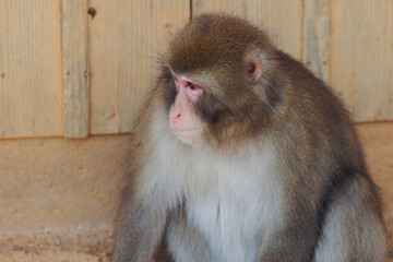 Japanese macaque monkey, Iwatayama Monkey Park, Arashiyama, western Kyoto, Japan, portrait closeup of Nihonzaru snow monkey with red face, blue sky background, troop of Macaca fuscata monkeys © tsuguliev