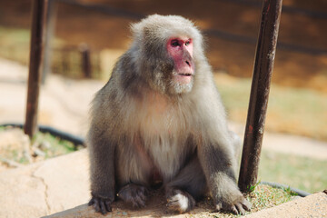Japanese macaque monkey, Iwatayama Monkey Park, Arashiyama, western Kyoto, Japan, portrait closeup of Nihonzaru snow monkey with red face, blue sky background, troop of Macaca fuscata monkeys © tsuguliev