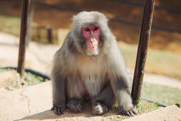 Japanese macaque monkey, Iwatayama Monkey Park, Arashiyama, western Kyoto, Japan, portrait closeup of Nihonzaru snow monkey with red face, blue sky background, troop of Macaca fuscata monkeys © tsuguliev
