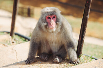 Japanese macaque monkey, Iwatayama Monkey Park, Arashiyama, western Kyoto, Japan, portrait closeup of Nihonzaru snow monkey with red face, blue sky background, troop of Macaca fuscata monkeys © tsuguliev
