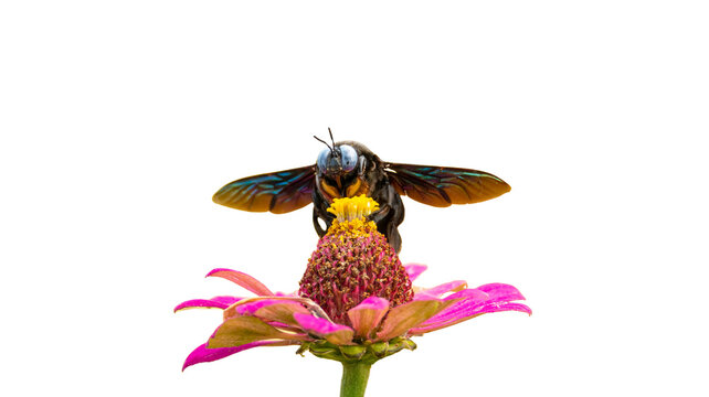 Large black carpenter bee collecting pollen from a pink zinnia flower isolated on white background with flying insect cut out wildlife isolated pollination close up daylight colorful botanical
