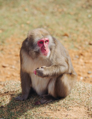 Japanese macaque monkey, Iwatayama Monkey Park, Arashiyama, western Kyoto, Japan, portrait closeup of Nihonzaru snow monkey with red face, blue sky background, troop of Macaca fuscata monkeys © tsuguliev
