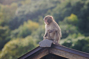 Japanese macaque monkey, Iwatayama Monkey Park, Arashiyama, western Kyoto, Japan, portrait closeup of Nihonzaru snow monkey with red face, blue sky background, troop of Macaca fuscata monkeys © tsuguliev