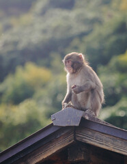 Japanese macaque monkey, Iwatayama Monkey Park, Arashiyama, western Kyoto, Japan, portrait closeup of Nihonzaru snow monkey with red face, blue sky background, troop of Macaca fuscata monkeys © tsuguliev