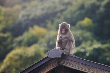 Japanese macaque monkey, Iwatayama Monkey Park, Arashiyama, western Kyoto, Japan, portrait closeup of Nihonzaru snow monkey with red face, blue sky background, troop of Macaca fuscata monkeys © tsuguliev