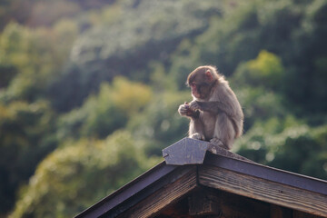 Japanese macaque monkey, Iwatayama Monkey Park, Arashiyama, western Kyoto, Japan, portrait closeup of Nihonzaru snow monkey with red face, blue sky background, troop of Macaca fuscata monkeys © tsuguliev