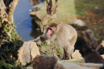 Japanese macaque monkey, Iwatayama Monkey Park, Arashiyama, western Kyoto, Japan, portrait closeup of Nihonzaru snow monkey with red face, blue sky background, troop of Macaca fuscata monkeys © tsuguliev