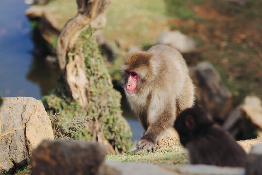 Japanese macaque monkey, Iwatayama Monkey Park, Arashiyama, western Kyoto, Japan, portrait closeup of Nihonzaru snow monkey with red face, blue sky background, troop of Macaca fuscata monkeys