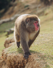 Japanese macaque monkey, Iwatayama Monkey Park, Arashiyama, western Kyoto, Japan, portrait closeup of Nihonzaru snow monkey with red face, blue sky background, troop of Macaca fuscata monkeys © tsuguliev