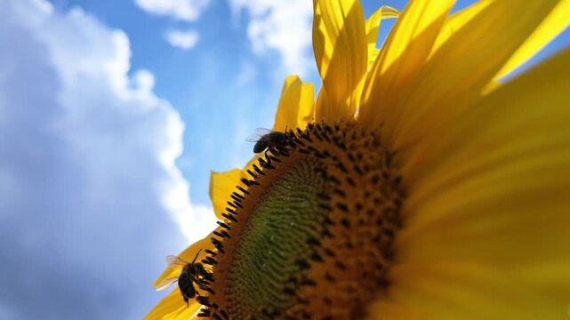 Super slow motion of two bees collecting nectar from a sunflower against a sunny sky and flying away.