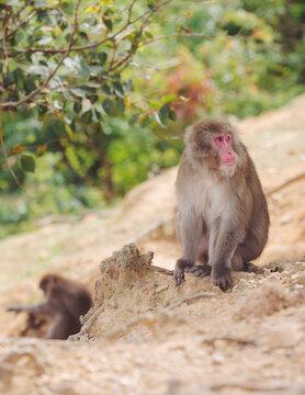 Japanese macaque monkey, Iwatayama Monkey Park, Arashiyama, western Kyoto, Japan, portrait closeup of Nihonzaru snow monkey with red face, blue sky background, troop of Macaca fuscata monkeys