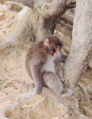 Japanese macaque monkey, Iwatayama Monkey Park, Arashiyama, western Kyoto, Japan, portrait closeup of Nihonzaru snow monkey with red face, blue sky background, troop of Macaca fuscata monkeys © tsuguliev