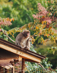 Japanese macaque monkey, Iwatayama Monkey Park, Arashiyama, western Kyoto, Japan, portrait closeup of Nihonzaru snow monkey with red face, blue sky background, troop of Macaca fuscata monkeys © tsuguliev