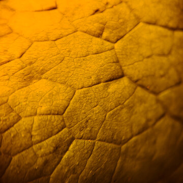 Close-up macro texture of a leaf with detailed veins, organic cellular structure and warm golden-orange tones, photographed on June 14, 2026. Natural surface pattern creates an abstract botanical back