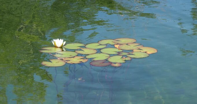 (Nymphaea alba) Fleur solitaire de n&eacute;nuphar blanc entour&eacute; de larges feuilles vertes plates et arrondies flottant &agrave; la surface des eaux calme et transparentes d'une mare 