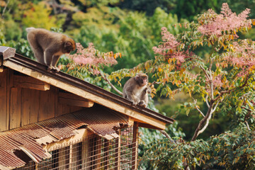 Japanese macaque monkey, Iwatayama Monkey Park, Arashiyama, western Kyoto, Japan, portrait closeup of Nihonzaru snow monkey with red face, blue sky background, troop of Macaca fuscata monkeys © tsuguliev