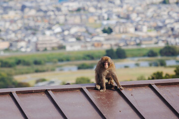 Japanese macaque monkey, Iwatayama Monkey Park, Arashiyama, western Kyoto, Japan, portrait closeup of Nihonzaru snow monkey with red face, blue sky background, troop of Macaca fuscata monkeys © tsuguliev
