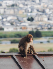 Japanese macaque monkey, Iwatayama Monkey Park, Arashiyama, western Kyoto, Japan, portrait closeup of Nihonzaru snow monkey with red face, blue sky background, troop of Macaca fuscata monkeys © tsuguliev