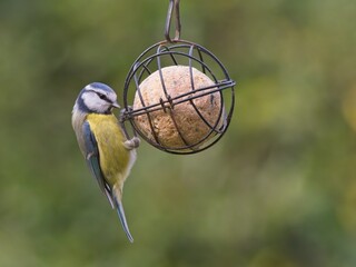 Cinciarella (Cyanistes caeruleus) su palla di grasso  © Riccardo Picilli