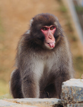 Japanese macaque monkey, Iwatayama Monkey Park, Arashiyama, western Kyoto, Japan, portrait closeup of Nihonzaru snow monkey with red face, blue sky background, troop of Macaca fuscata monkeys