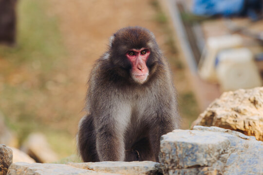 Japanese macaque monkey, Iwatayama Monkey Park, Arashiyama, western Kyoto, Japan, portrait closeup of Nihonzaru snow monkey with red face, blue sky background, troop of Macaca fuscata monkeys