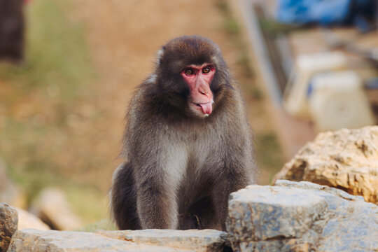 Japanese macaque monkey, Iwatayama Monkey Park, Arashiyama, western Kyoto, Japan, portrait closeup of Nihonzaru snow monkey with red face, blue sky background, troop of Macaca fuscata monkeys