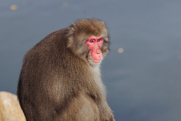 Japanese macaque monkey, Iwatayama Monkey Park, Arashiyama, western Kyoto, Japan, portrait closeup of Nihonzaru snow monkey with red face, blue sky background, troop of Macaca fuscata monkeys © tsuguliev