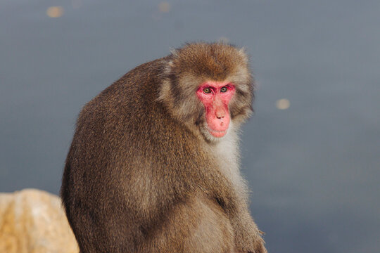 Japanese macaque monkey, Iwatayama Monkey Park, Arashiyama, western Kyoto, Japan, portrait closeup of Nihonzaru snow monkey with red face, blue sky background, troop of Macaca fuscata monkeys
