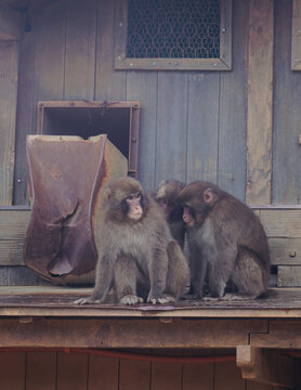 Japanese macaque monkey, Iwatayama Monkey Park, Arashiyama, western Kyoto, Japan, portrait closeup of Nihonzaru snow monkey with red face, blue sky background, troop of Macaca fuscata monkeys