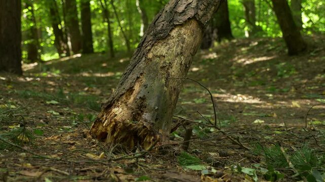 Close up of rotten fallen tree trunk base on forest trail