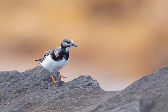 Ruddy turnstone perched on the shore.