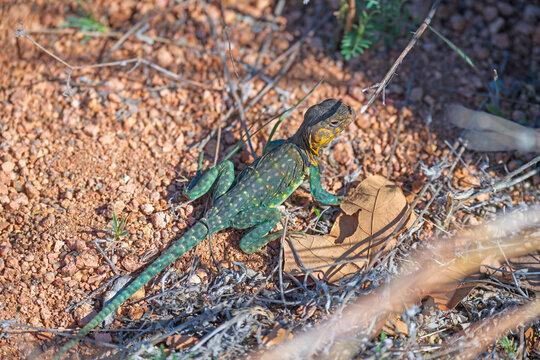Eastern Collared Lizard Basking in the Sun