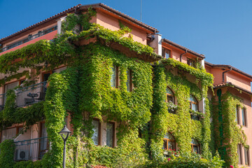 Obraz premium A multi-story hotel building with a peach-colored facade is heavily draped in lush green ivy and climbing plants under a clear blue sky.